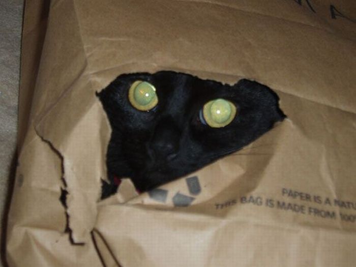 hiding cat