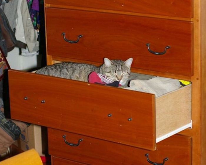 hiding cat