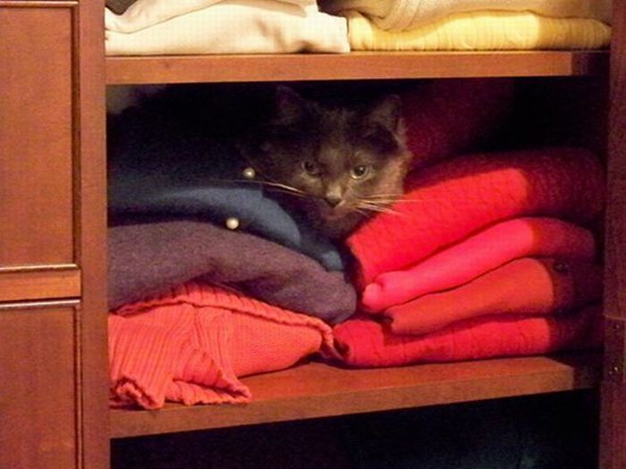 hiding cat