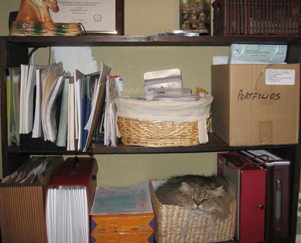 hiding cat