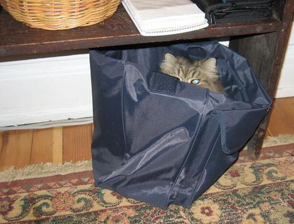 hiding cat