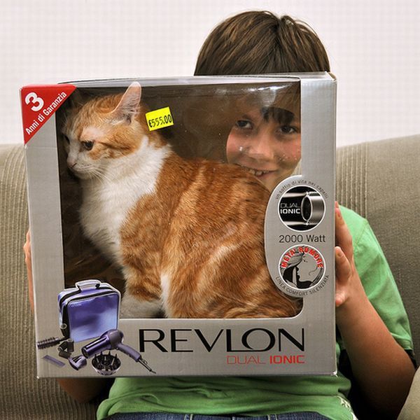 hiding cat