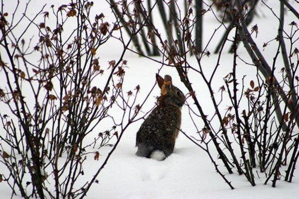 cute bunny rabbit