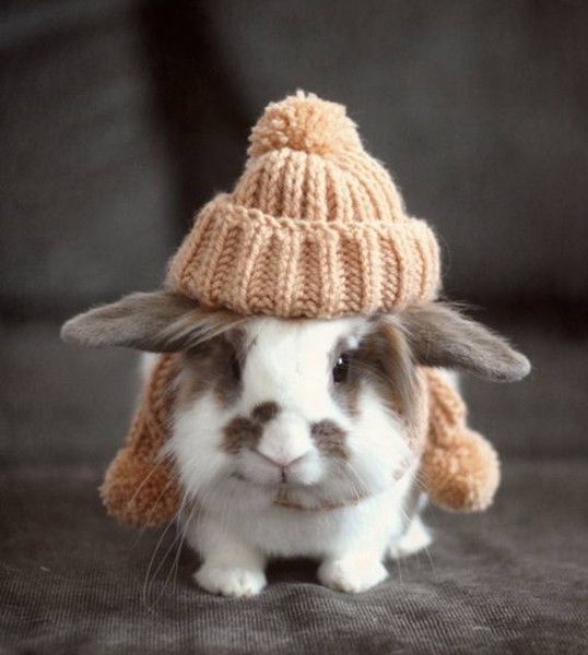 cute bunny rabbit