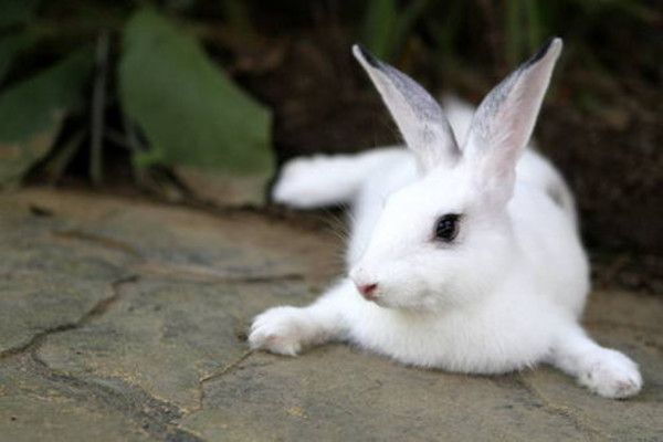 cute bunny rabbit