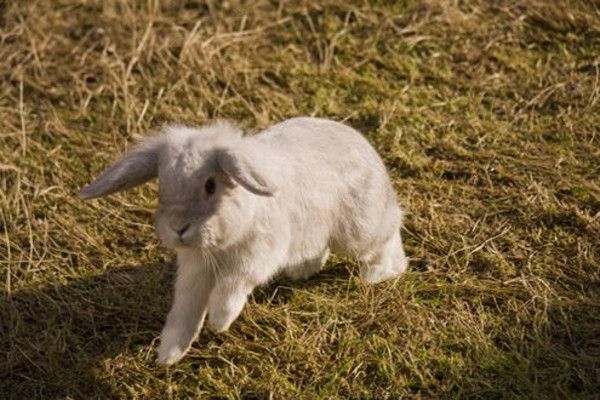 cute bunny rabbit