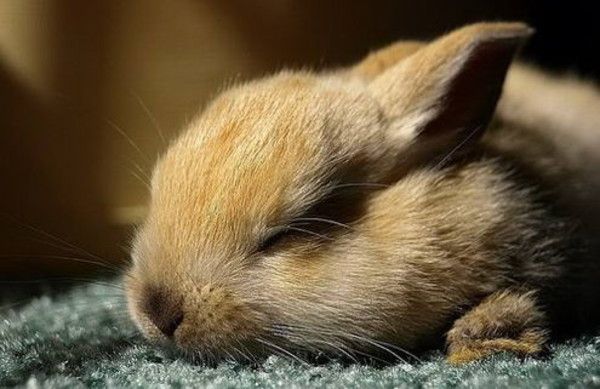 cute bunny rabbit