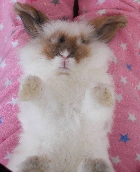 cute bunny rabbit