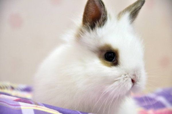 cute bunny rabbit