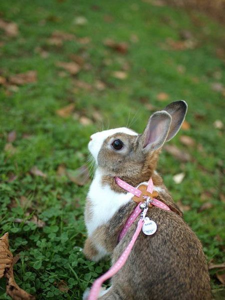 cute bunny rabbit