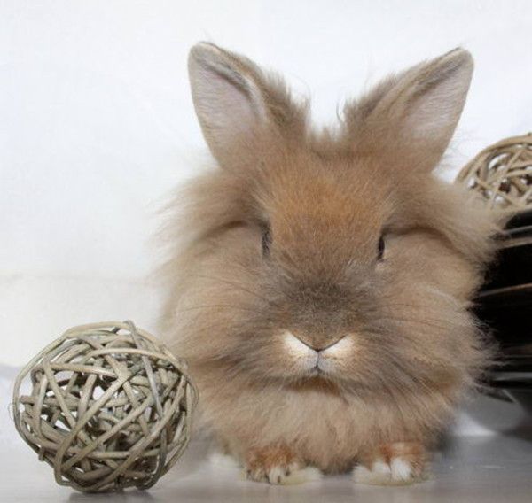 cute bunny rabbit