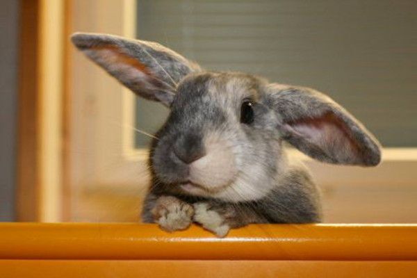 cute bunny rabbit