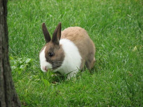 cute bunny rabbit