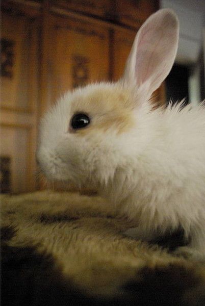 cute bunny rabbit