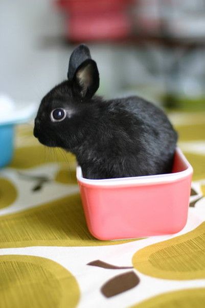 cute bunny rabbit