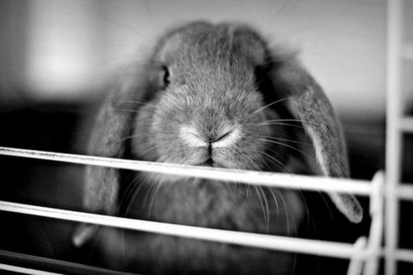 cute bunny rabbit