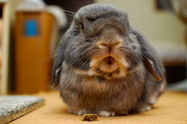 cute bunny rabbit