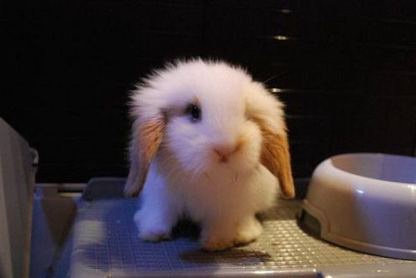 cute bunny rabbit