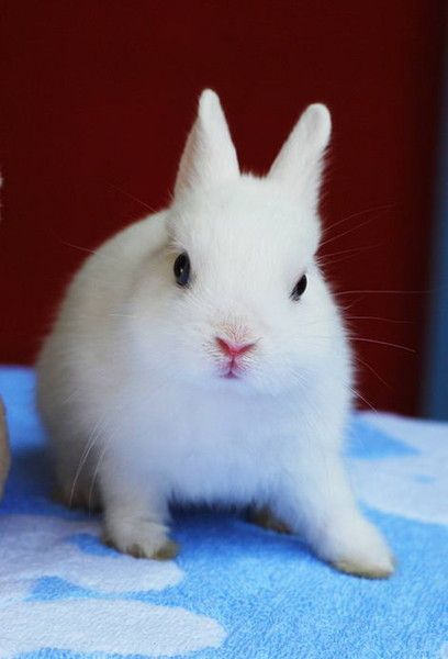 cute bunny rabbit