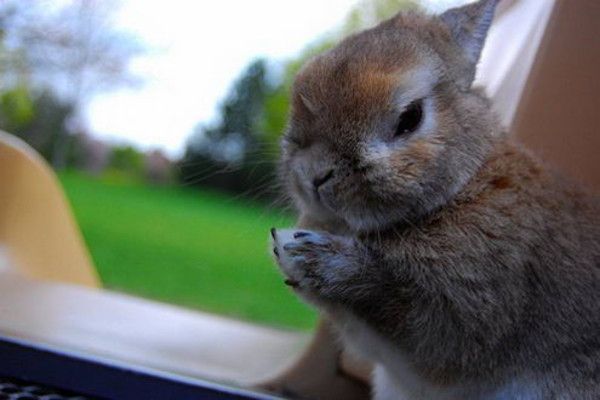 cute bunny rabbit