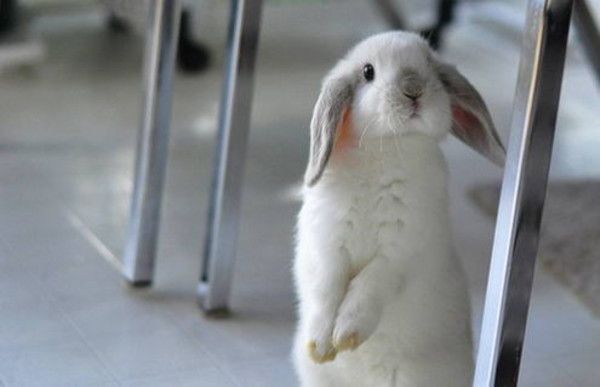 cute bunny rabbit