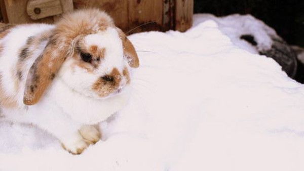 cute bunny rabbit