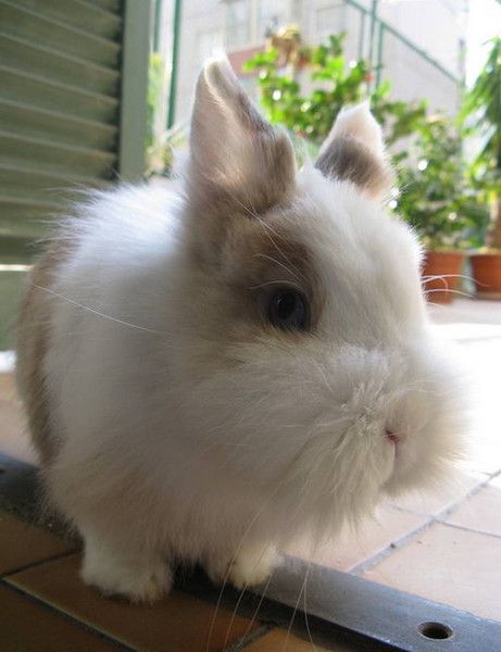 cute bunny rabbit