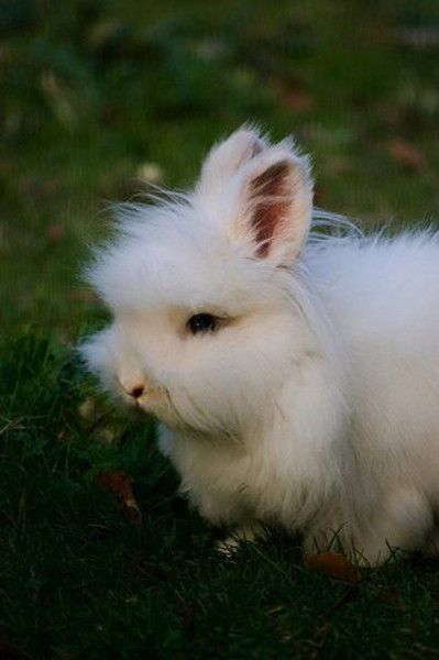 cute bunny rabbit