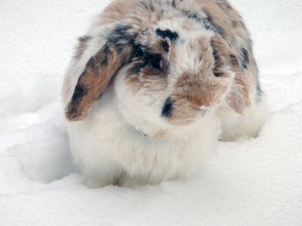 cute bunny rabbit