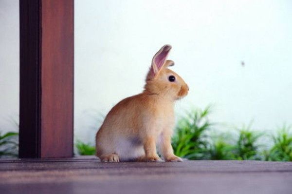 cute bunny rabbit