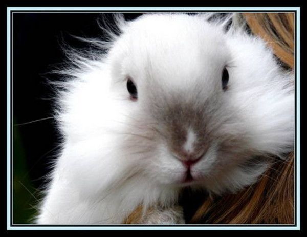 cute bunny rabbit