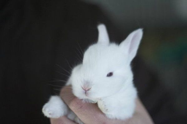 cute bunny rabbit