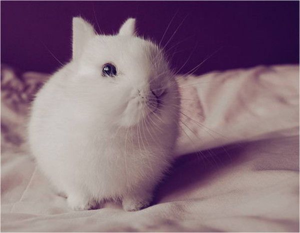 cute bunny rabbit