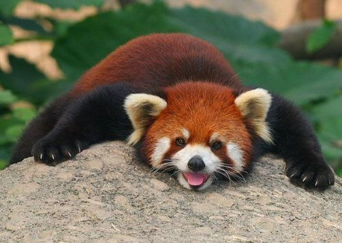 Red Panda, Ailurus fulgens
