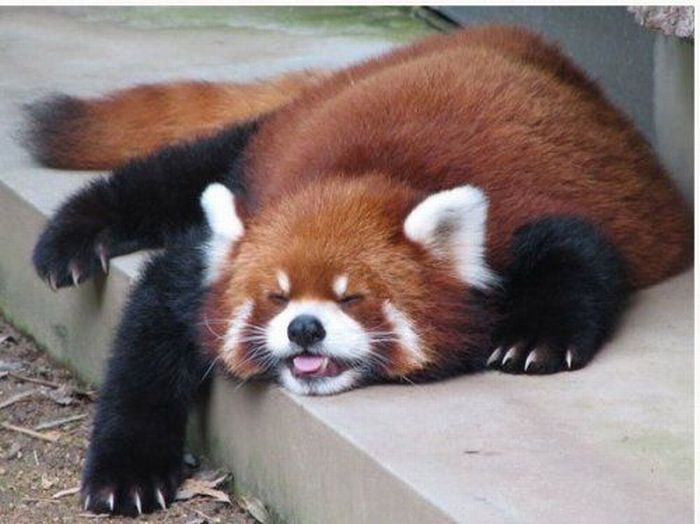 Red Panda, Ailurus fulgens