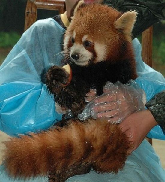 Red Panda, Ailurus fulgens