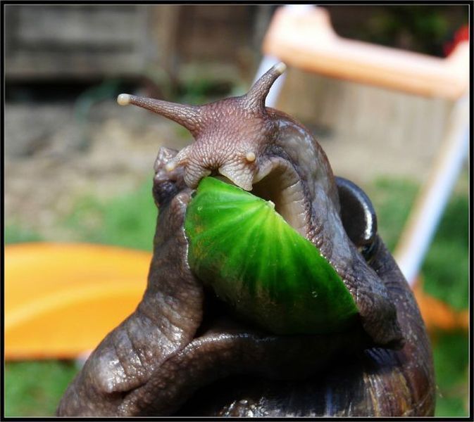 huge snail