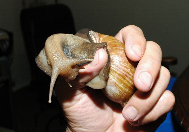 huge snail