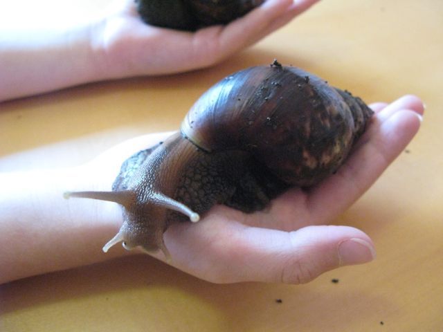 huge snail