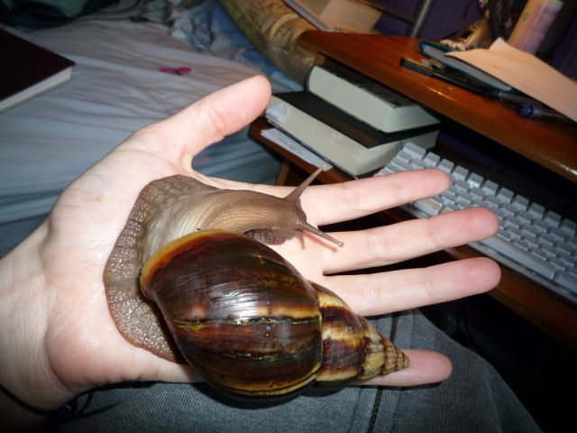 huge snail