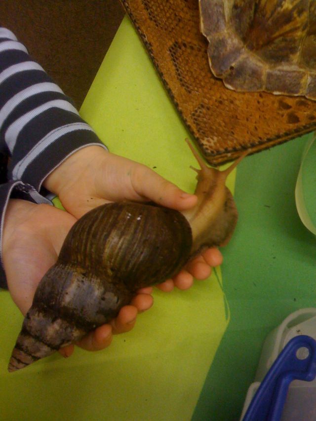 huge snail