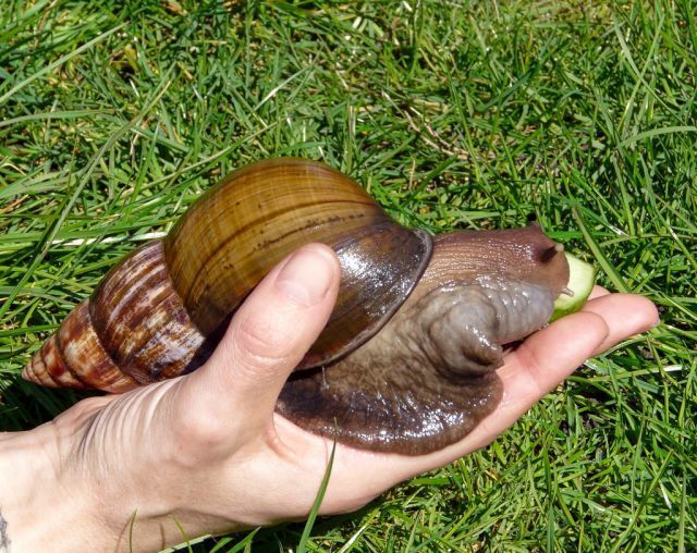 huge snail