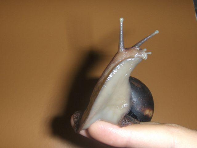 huge snail