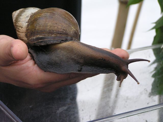 huge snail