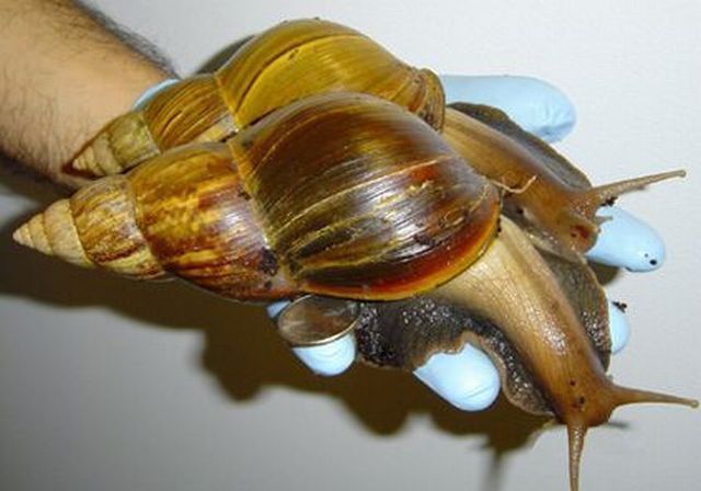 huge snail