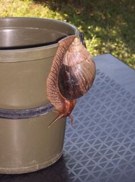 huge snail