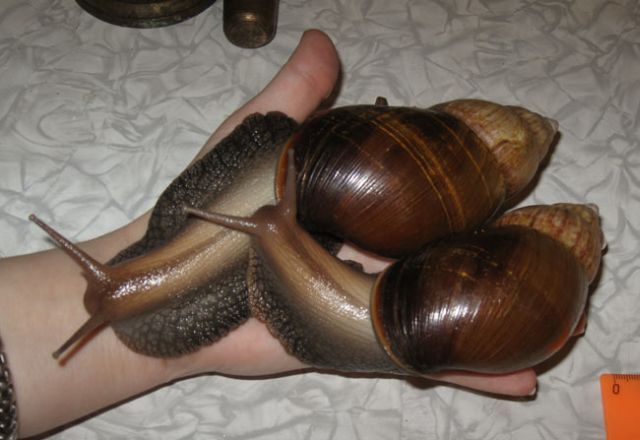 huge snail