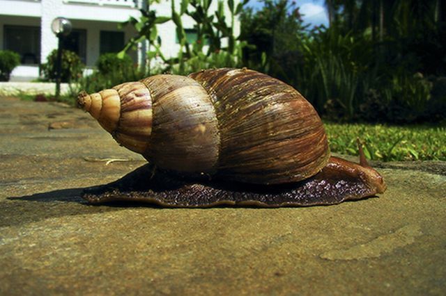 huge snail