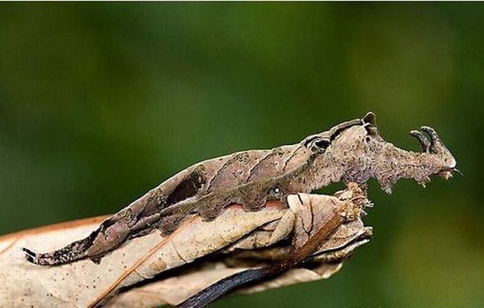 camouflage animals