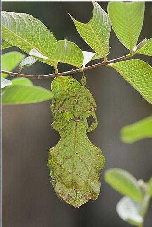 camouflage animals